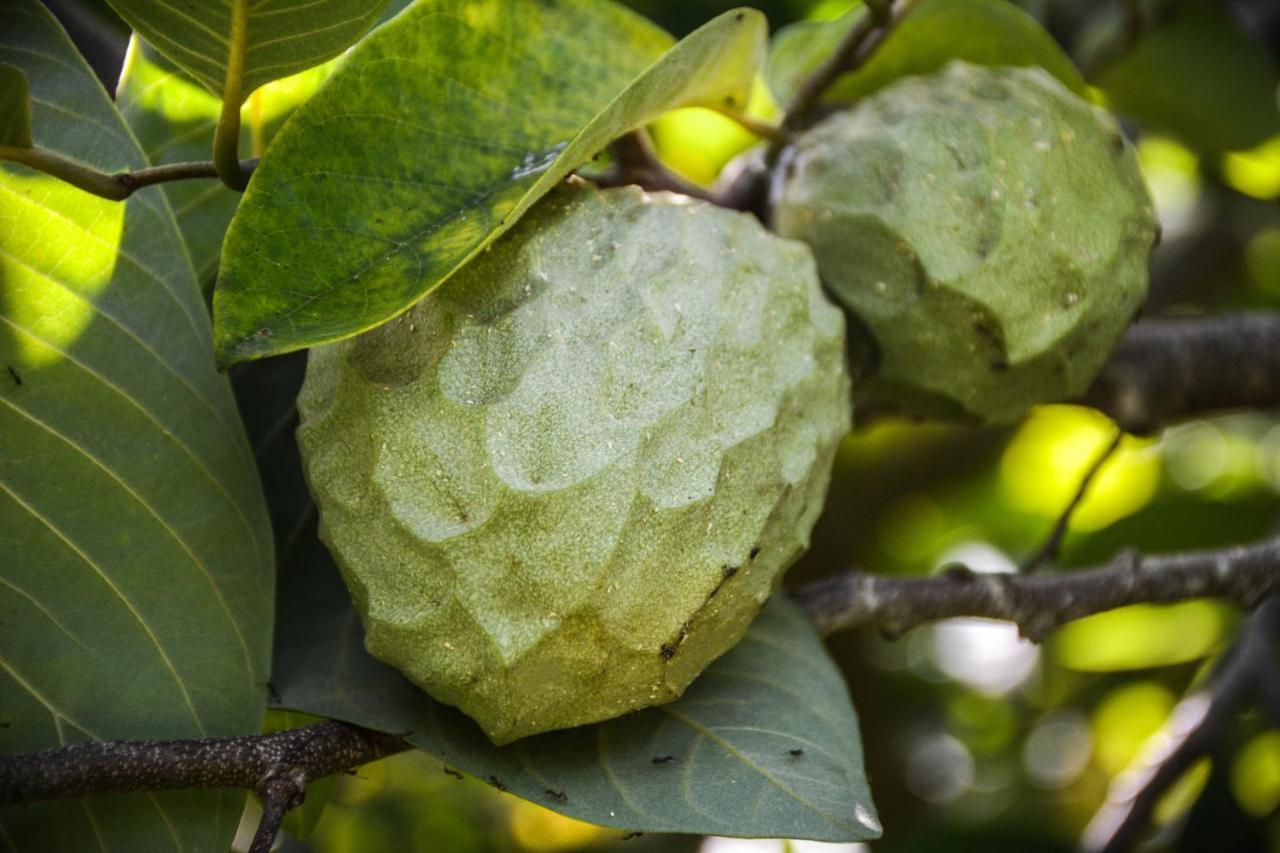 Willa Quinta Dos Frutos Santa Cruz da Graciosa Zewnętrze zdjęcie