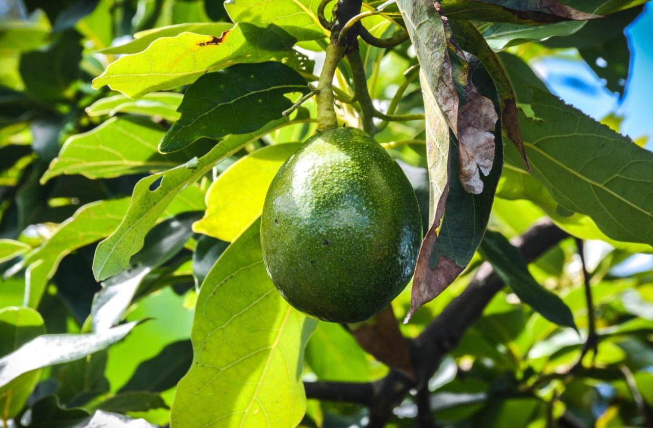 Willa Quinta Dos Frutos Santa Cruz da Graciosa Zewnętrze zdjęcie