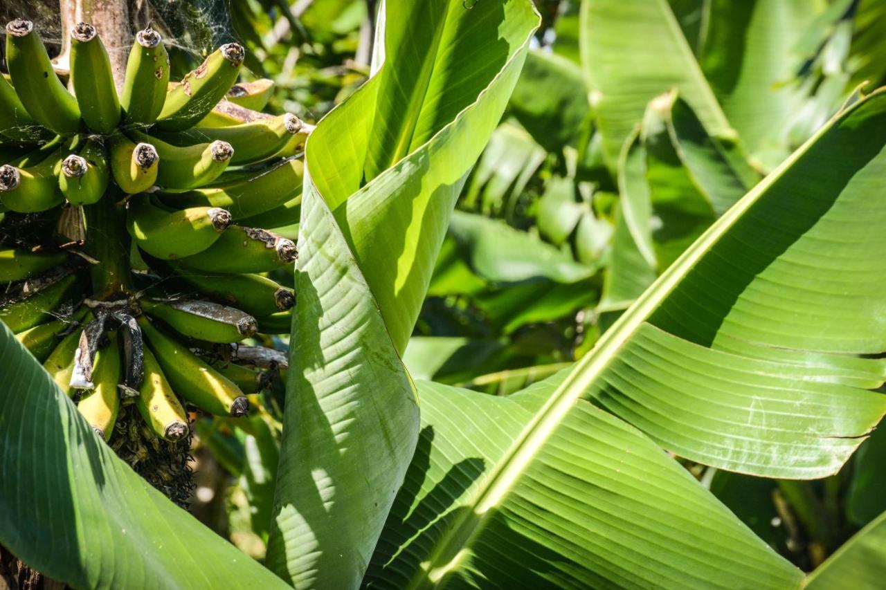 Willa Quinta Dos Frutos Santa Cruz da Graciosa Zewnętrze zdjęcie