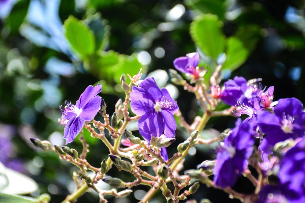 Willa Quinta Dos Frutos Santa Cruz da Graciosa Zewnętrze zdjęcie